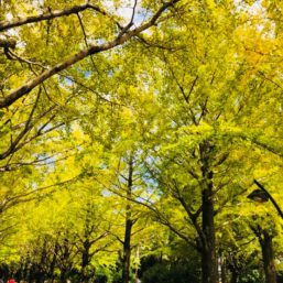 ennichi_20181028_0490